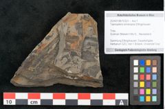 Foto (Objekt + Etikett) von Taeniopteris lomariopsis Ettingshausen (NHMW-GEO-2024-0188-10323)